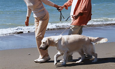 認知症で介護にならない脳トレで予防